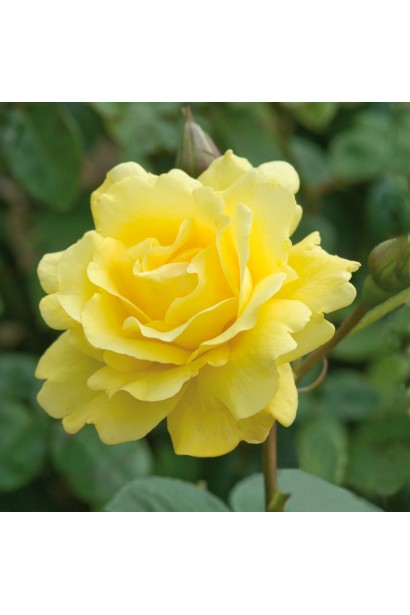 Троянда витка Голден Гейт - пишний бутон яскраво-жовтого кольору